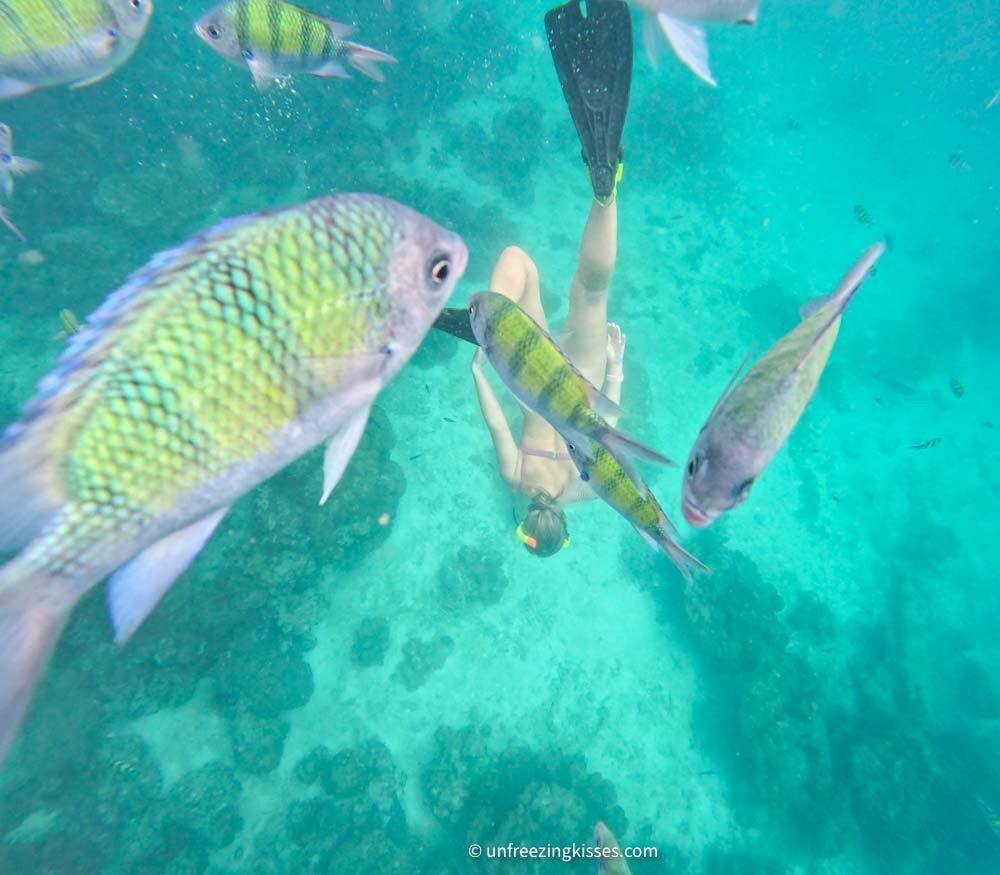 Snorkeling in Phi Phi Islands Thailand