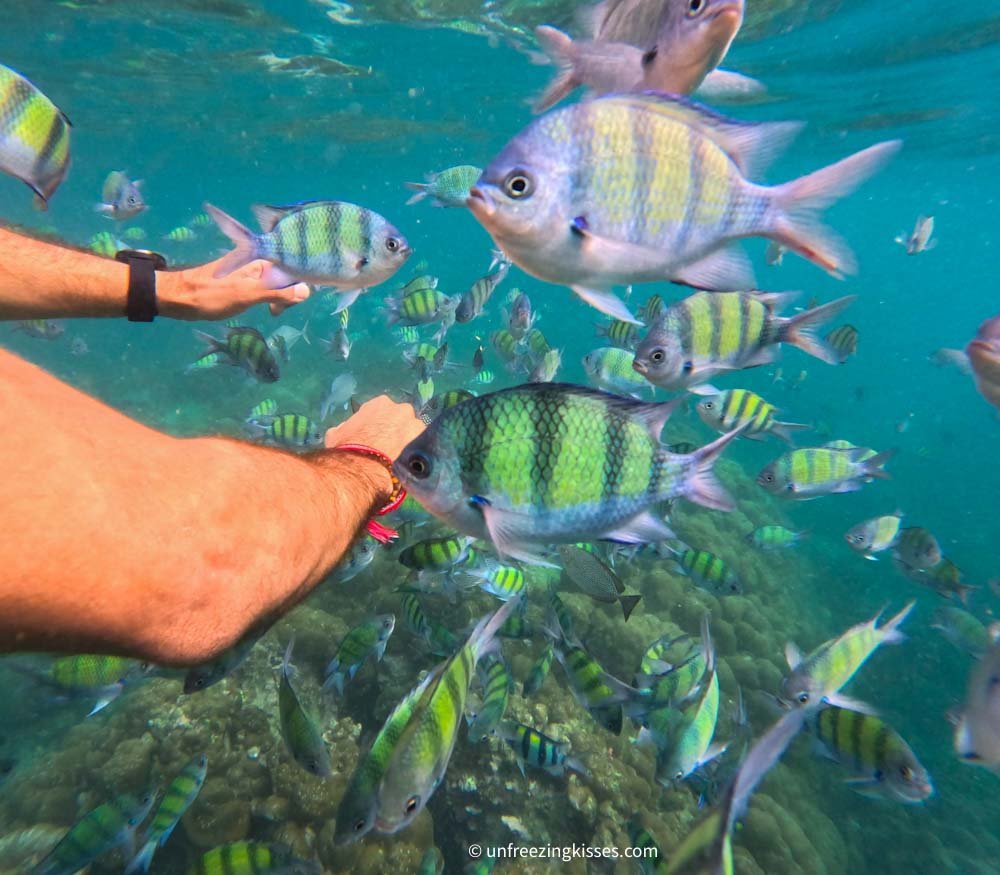 Snorkeling in Phi Phi Islands Thailand