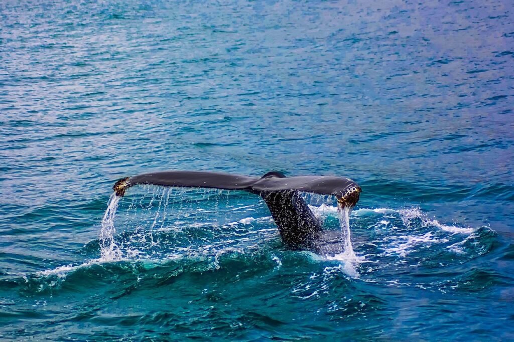 whale, breach, nature-2193356.jpg