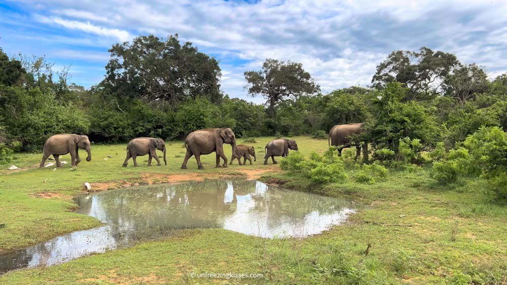 Elephants in a national park in Sri Lanka