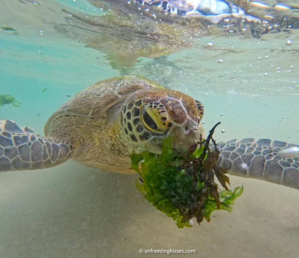 Feeding turtle at turtle point Dickwella Sri Lanka