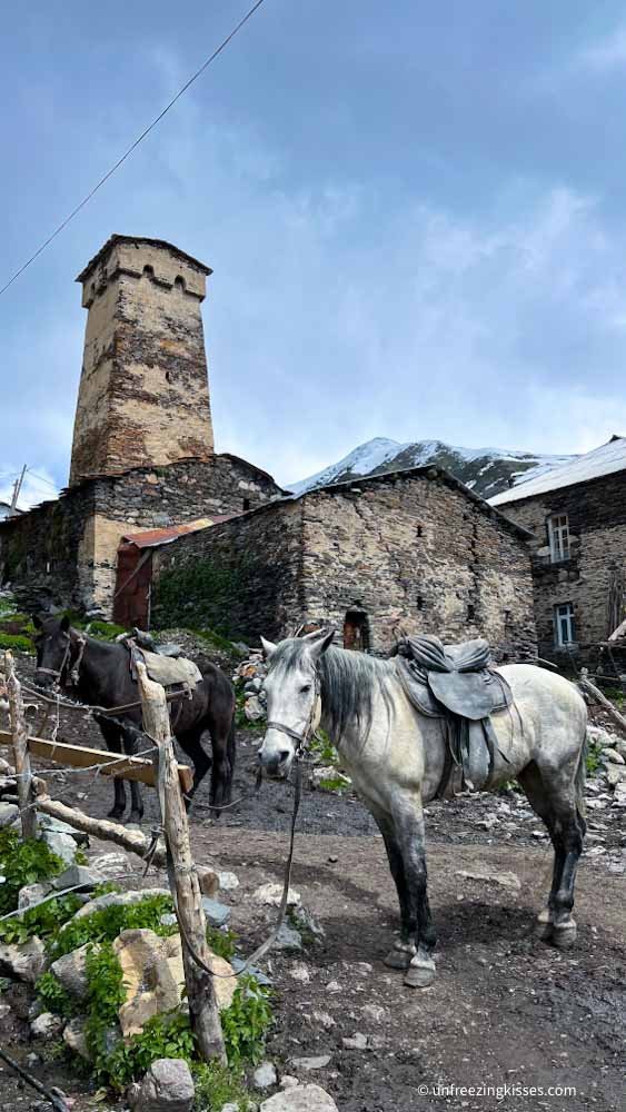 Horses in Usghuli Mestia, Georgia