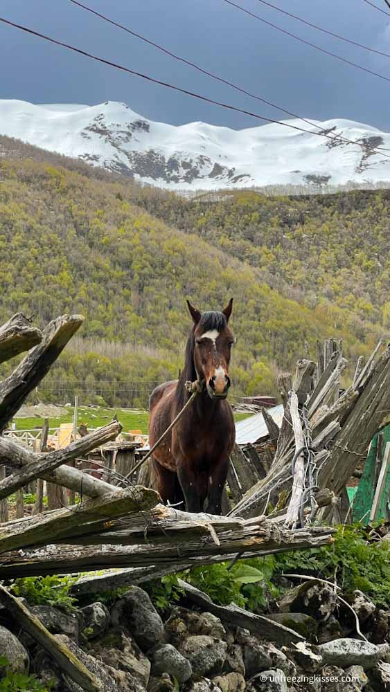 Horses in Usghuli Mestia, Georgia