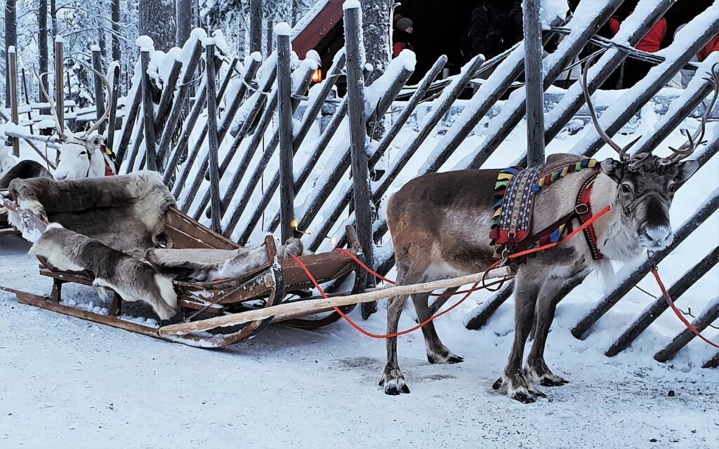 lapland, reindeer, snow